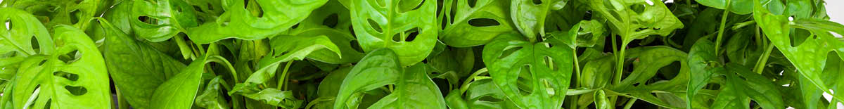 Banner Monstera.jpg Banner Monstera.jpg