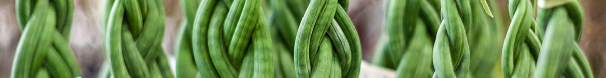 Green plants - Sanseveria Green plants - Sanseveria